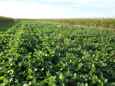 Parcelas experimentales de soja de segunda y maíz para el muestreo de N2O.