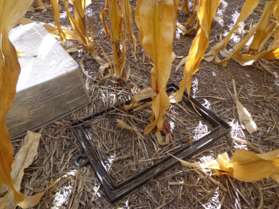 Cámara de muestreo de N2O y base enterrada en cultivo de maíz.