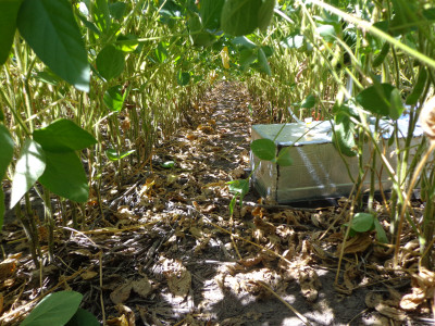 Cámaras de muestreo de N2O en cultivo de soja.