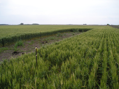 Parcelas experimentales para el muestreo de N2O en usos/coberturas del suelo.