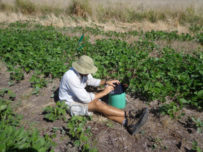 Sistema de monitoreo continuo de temperatura y humedad del suelo mediante sensores y data loggers.